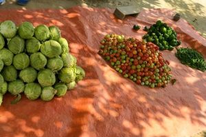 Donated Vegetables (1)